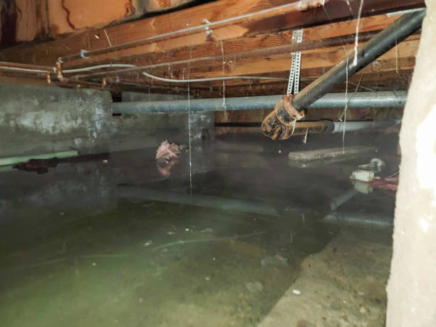 Best Mold removal after water damage  in Rion Center, MA